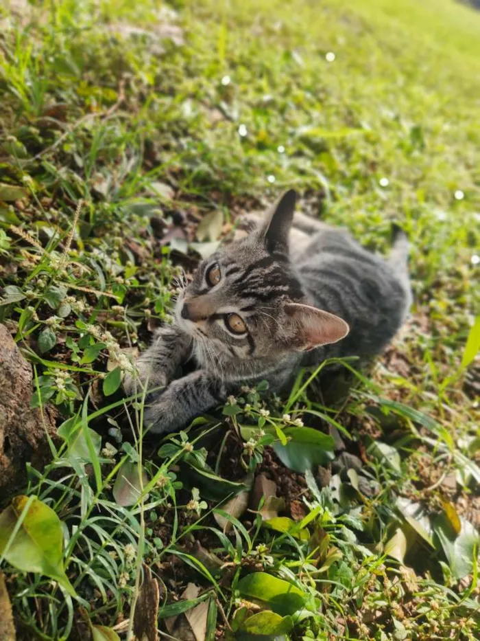 Gato ra a Não sei idade 2 a 6 meses nome Plinc 