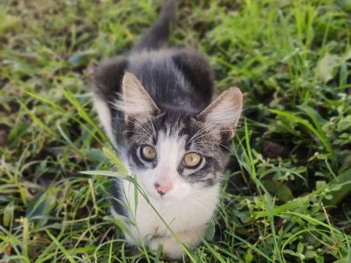 Gato ra a Não sei idade 2 a 6 meses nome Plinc 