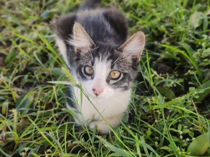 Gato ra a Não sei idade 2 a 6 meses nome Plinc 