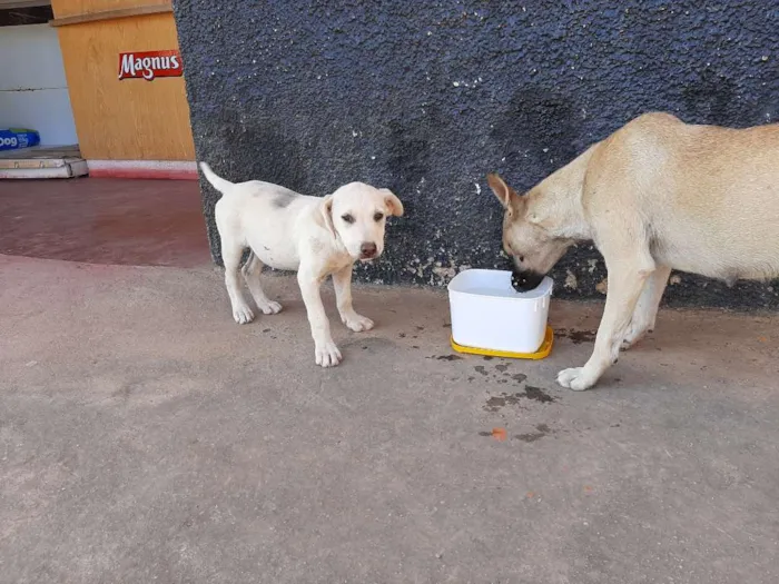 Cachorro ra a RND idade 2 a 6 meses nome Não tem nome