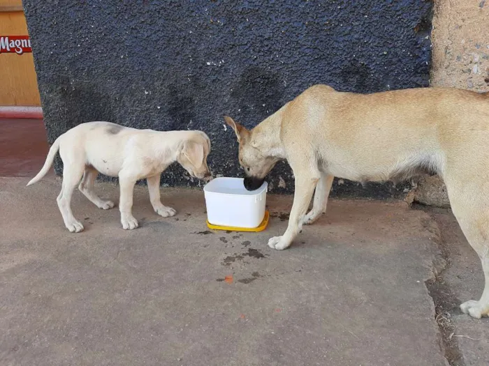 Cachorro ra a RND idade 2 a 6 meses nome Não tem nome