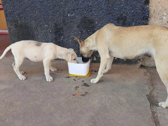 Cachorro ra a RND idade 2 a 6 meses nome Não tem nome