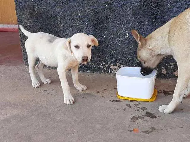 Cachorro ra a RND idade 2 a 6 meses nome Não tem nome