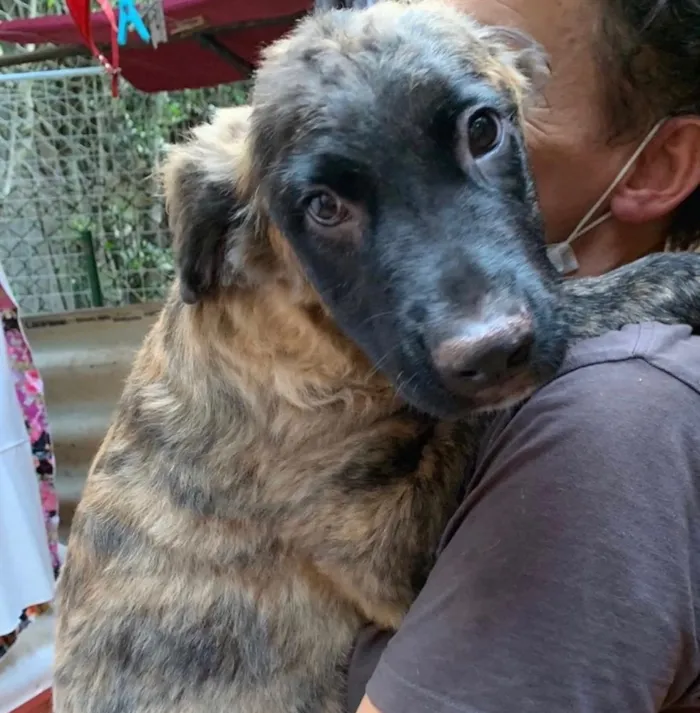 Cachorro ra a SRD idade 2 a 6 meses nome Raj