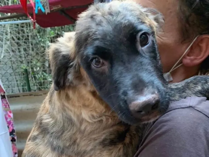 Cachorro ra a SRD idade 2 a 6 meses nome Raj