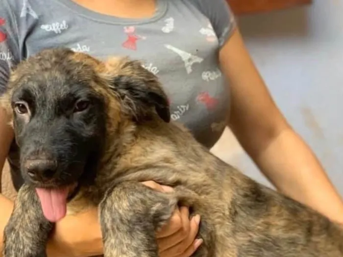 Cachorro ra a SRD idade 2 a 6 meses nome Raj