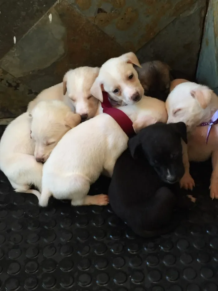 Cachorro ra a Vira-lata  idade Abaixo de 2 meses nome Tufão 