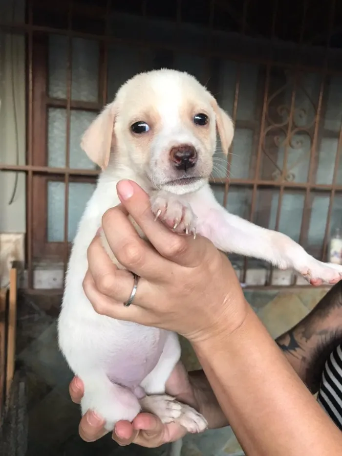 Cachorro ra a Vira-lata  idade Abaixo de 2 meses nome Tufão 