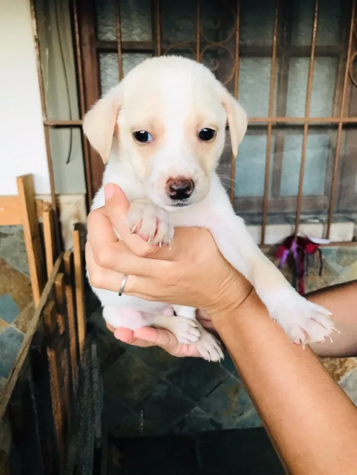Cachorro ra a Vira-lata  idade Abaixo de 2 meses nome Tufão 