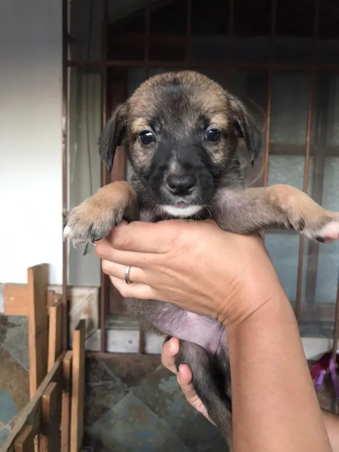 Cachorro ra a Vira-lata  idade Abaixo de 2 meses nome Tufão 
