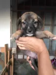 Tufão