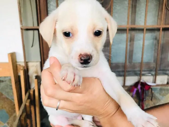 Cachorro ra a Vira-lata  idade Abaixo de 2 meses nome Tufão 