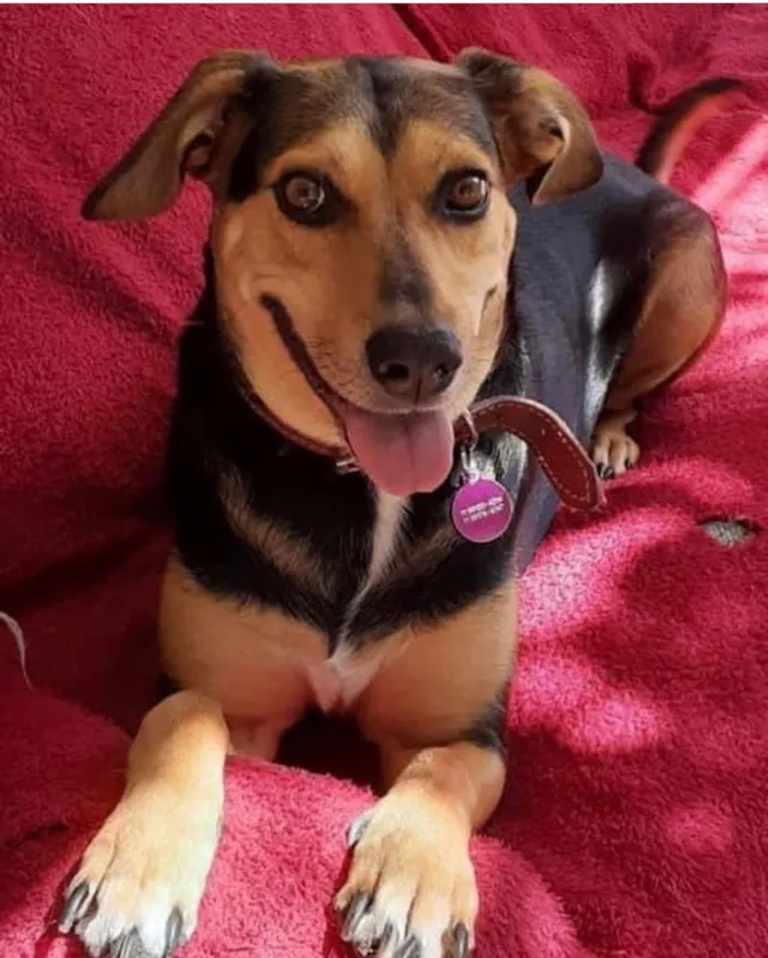 Cachorro ra a SRD idade 3 anos nome Filó 
