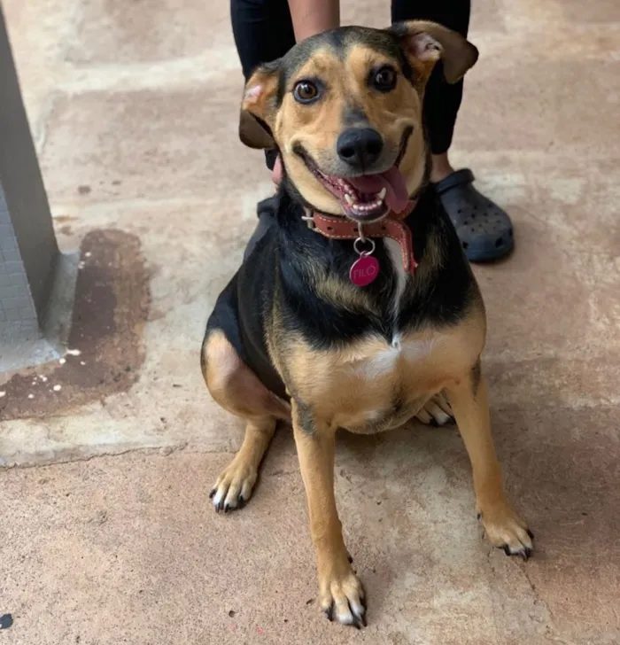 Cachorro ra a SRD idade 3 anos nome Filó 