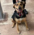 Filó