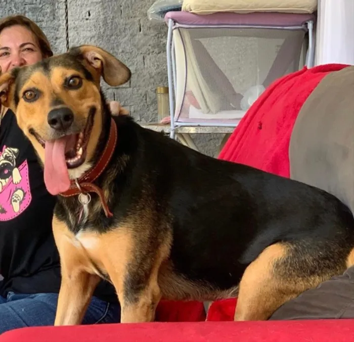 Cachorro ra a SRD idade 3 anos nome Filó 