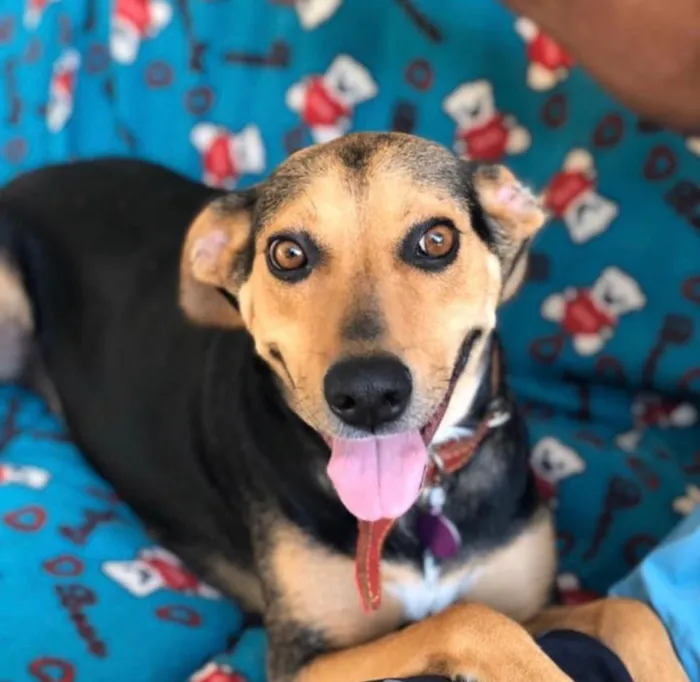 Cachorro ra a SRD idade 3 anos nome Filó 