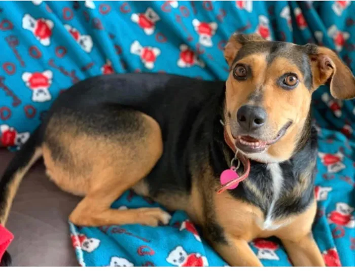 Cachorro ra a SRD idade 3 anos nome Filó 