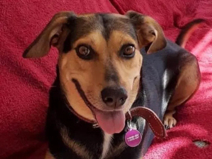 Cachorro ra a SRD idade 3 anos nome Filó 