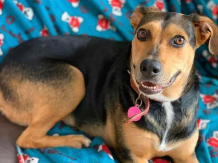 Cachorro ra a SRD idade 3 anos nome Filó 