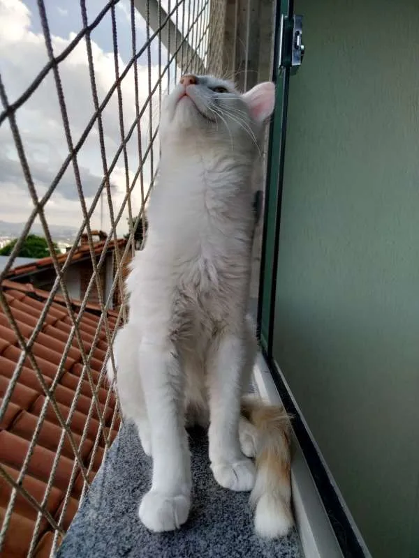 Gato raça SRD idade 2 a 6 meses nome Bartô