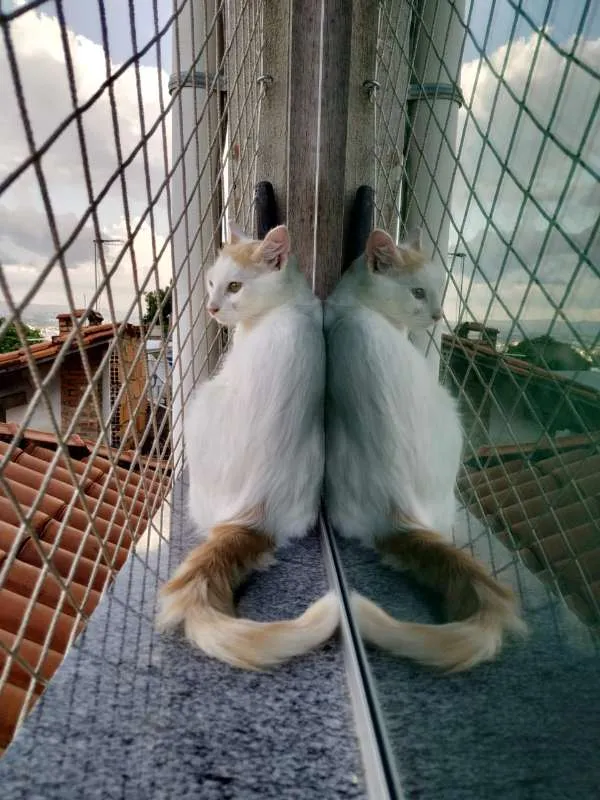 Gato raça SRD idade 2 a 6 meses nome Bartô