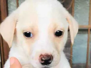Cachorro raça Vira-lata  idade Abaixo de 2 meses nome Tufão 