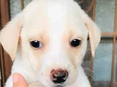 Cachorro ra a Vira-lata  idade Abaixo de 2 meses nome Tufão 