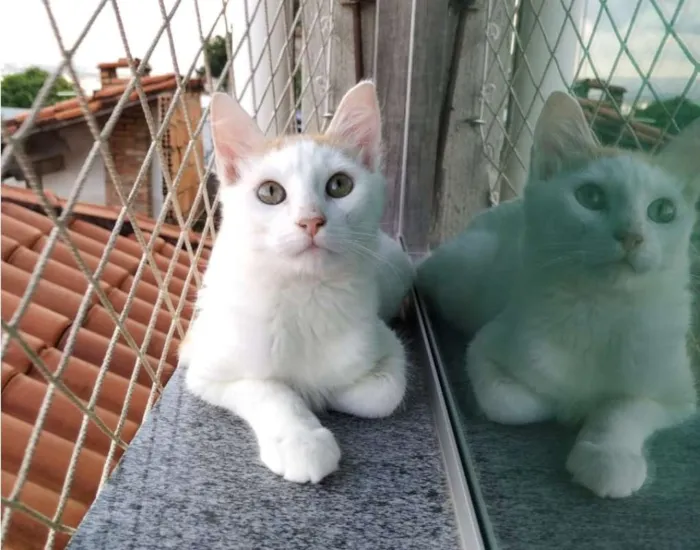 Gato raça SRD idade 2 a 6 meses nome Bartô