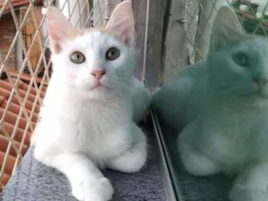Gato raça SRD idade 2 a 6 meses nome Bartô