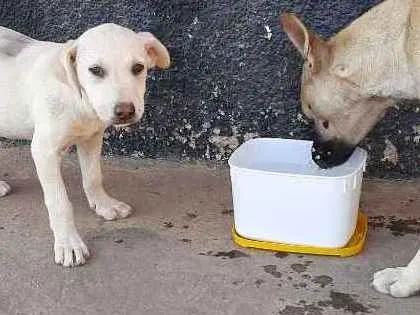 Cachorro ra a RND idade 2 a 6 meses nome Não tem nome