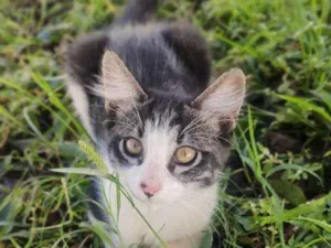 Gato raça Não sei idade 2 a 6 meses nome Plinc 