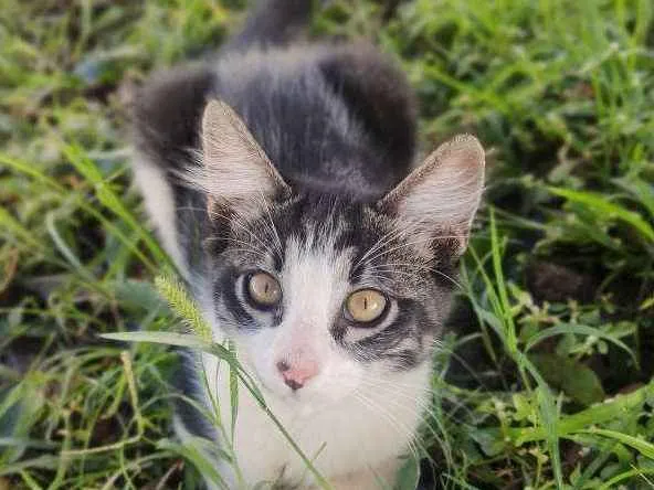 Gato ra a Não sei idade 2 a 6 meses nome Plinc 