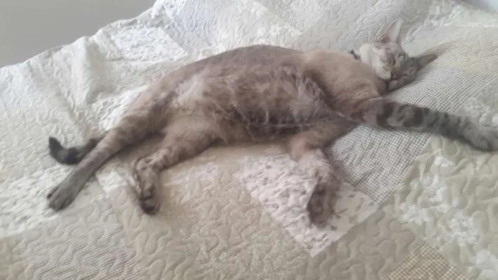 Gato ra a Ciames idade 3 anos nome DUDU
