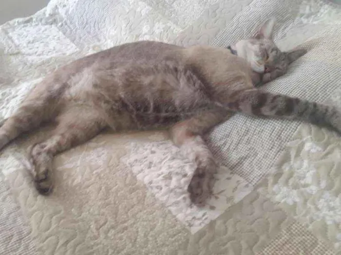 Gato ra a Ciames idade 3 anos nome DUDU