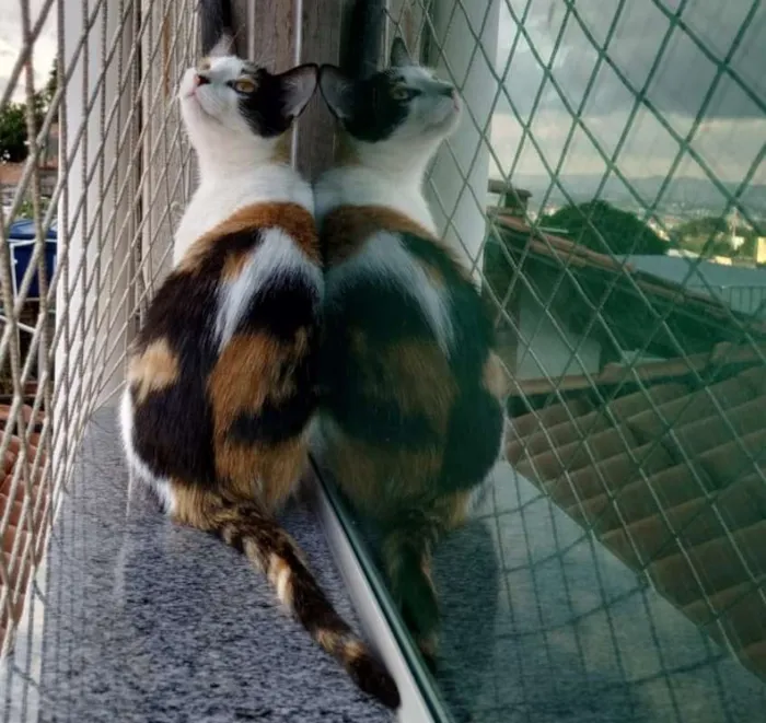 Gato raça SRD idade 2 a 6 meses nome Alexia
