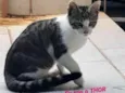 Thor, Tatá