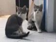 Thor, Tatá