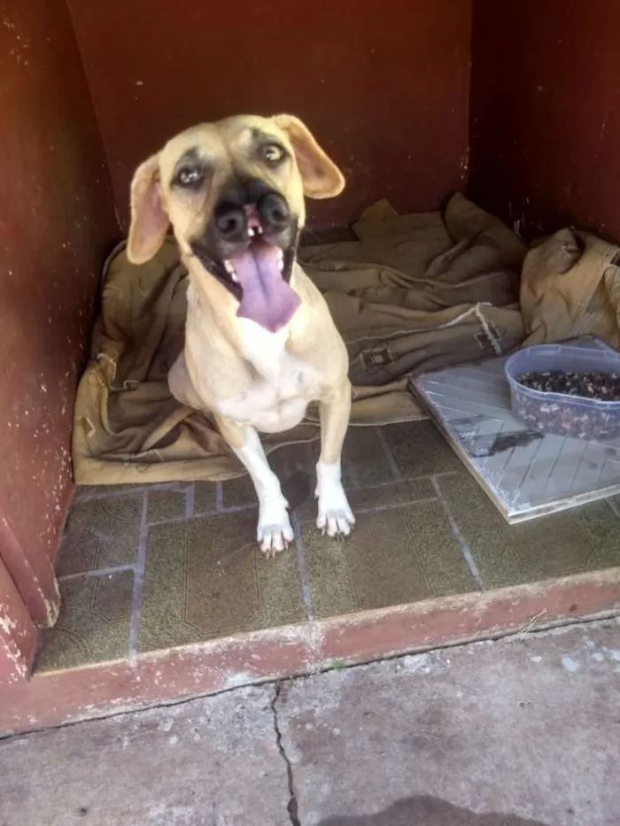 Cachorro ra a Boxer com srd idade 1 ano nome Laika