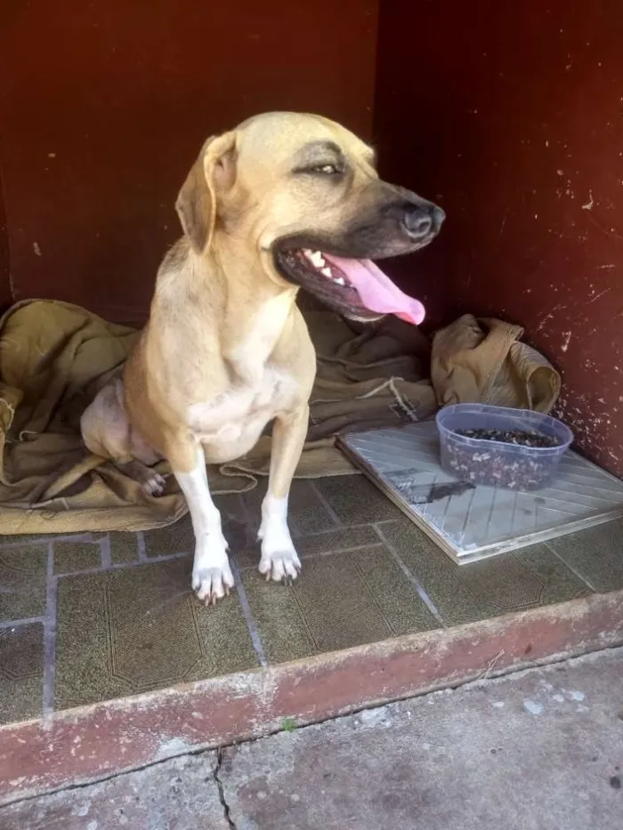 Cachorro ra a Boxer com srd idade 1 ano nome Laika