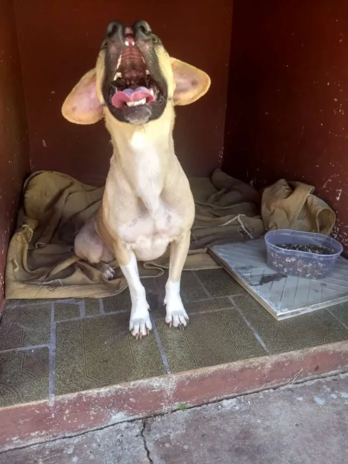 Cachorro ra a Boxer com srd idade 1 ano nome Laika