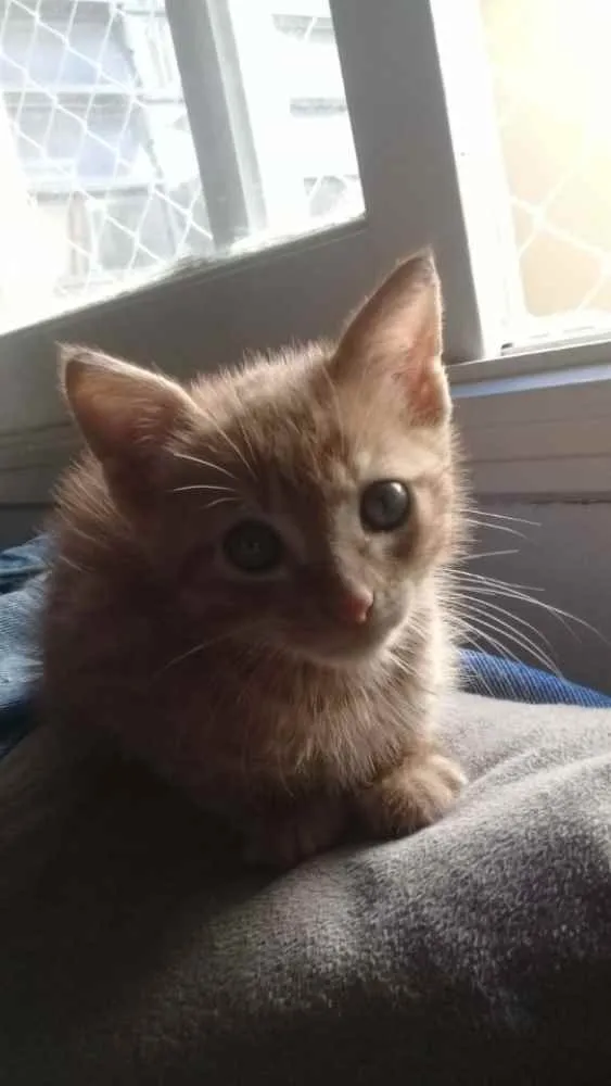Gato ra a SRD idade 2 a 6 meses nome Garfield