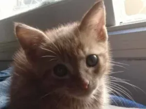 Gato raça SRD idade 2 a 6 meses nome Garfield