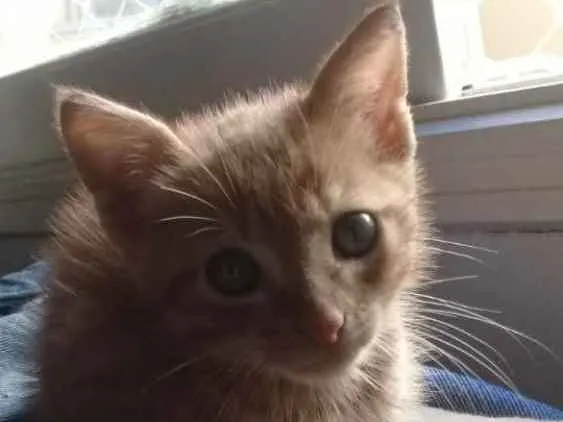 Gato ra a SRD idade 2 a 6 meses nome Garfield