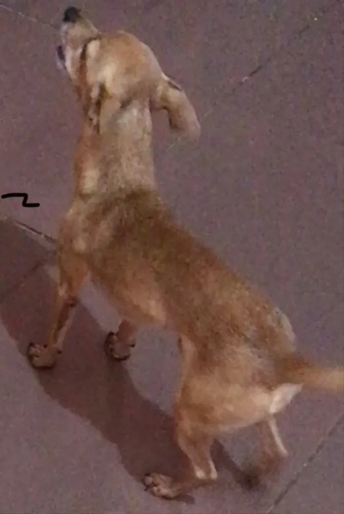 Cachorro raça pinscher idade 2 a 6 meses nome Nick 