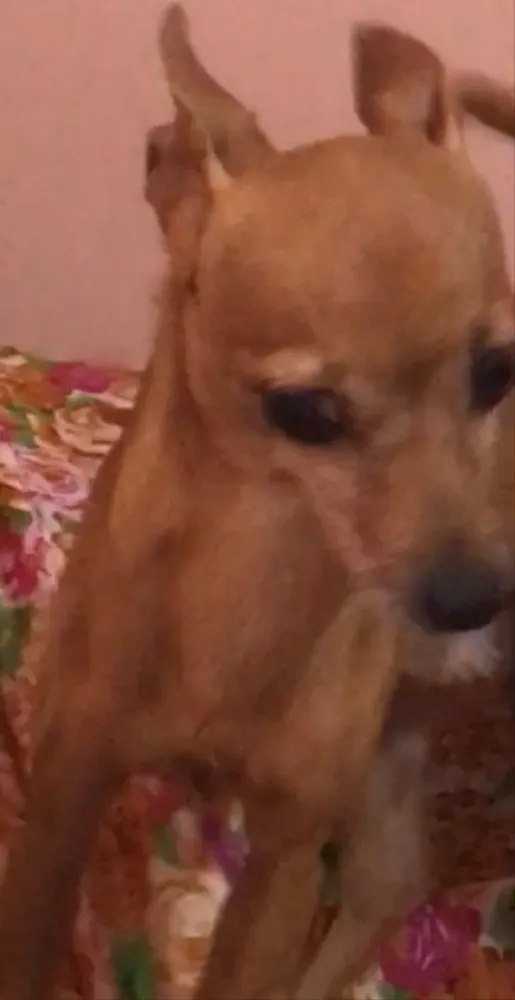 Cachorro raça pinscher idade 2 a 6 meses nome Nick 