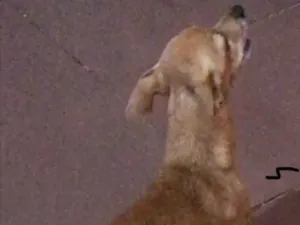 Cachorro raça pinscher idade 2 a 6 meses nome Nick 