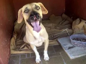 Cachorro raça Boxer com srd idade 1 ano nome Laika