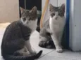 Thor, Tatá