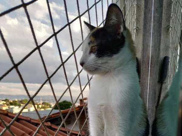Gato raça SRD idade 2 a 6 meses nome Alexia